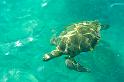 Fractal Turtle
